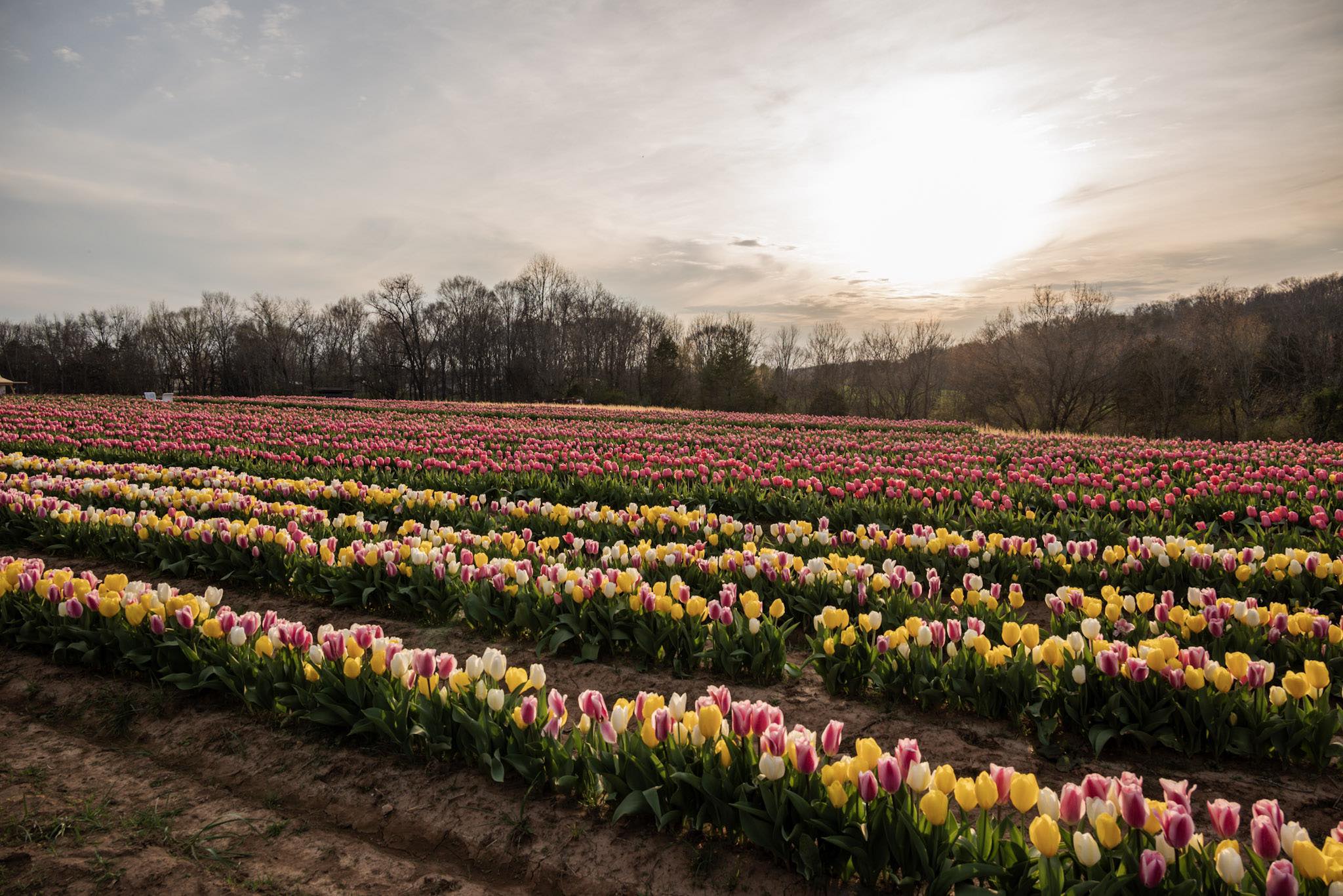 OFI 2038: An Incredible First Year Of Farming | Taylor Roberts | Roberts Five Farm