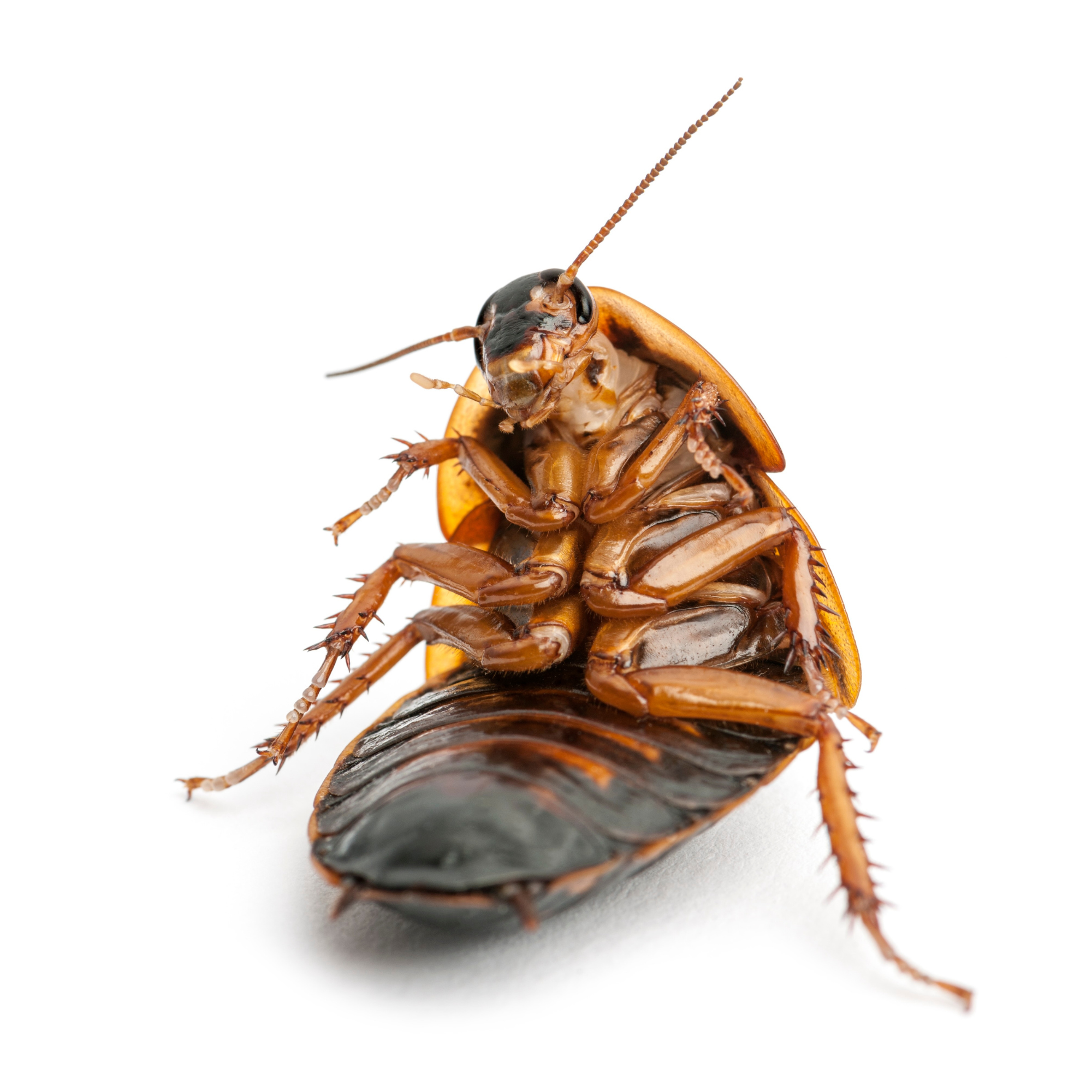 Did Humans Evolve from Cockroaches?