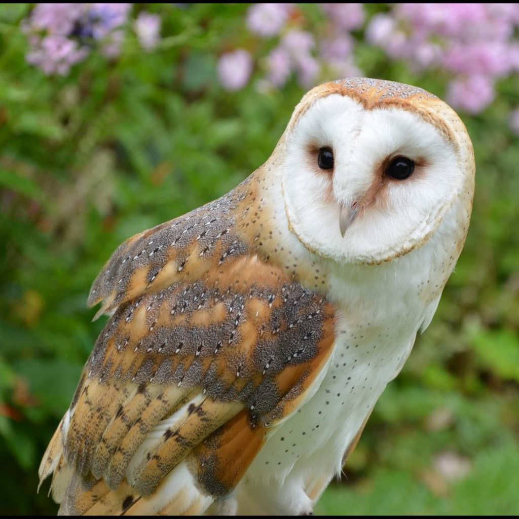 Calculating Owls