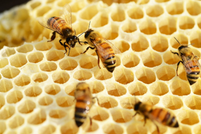 Bees Master Engineers.