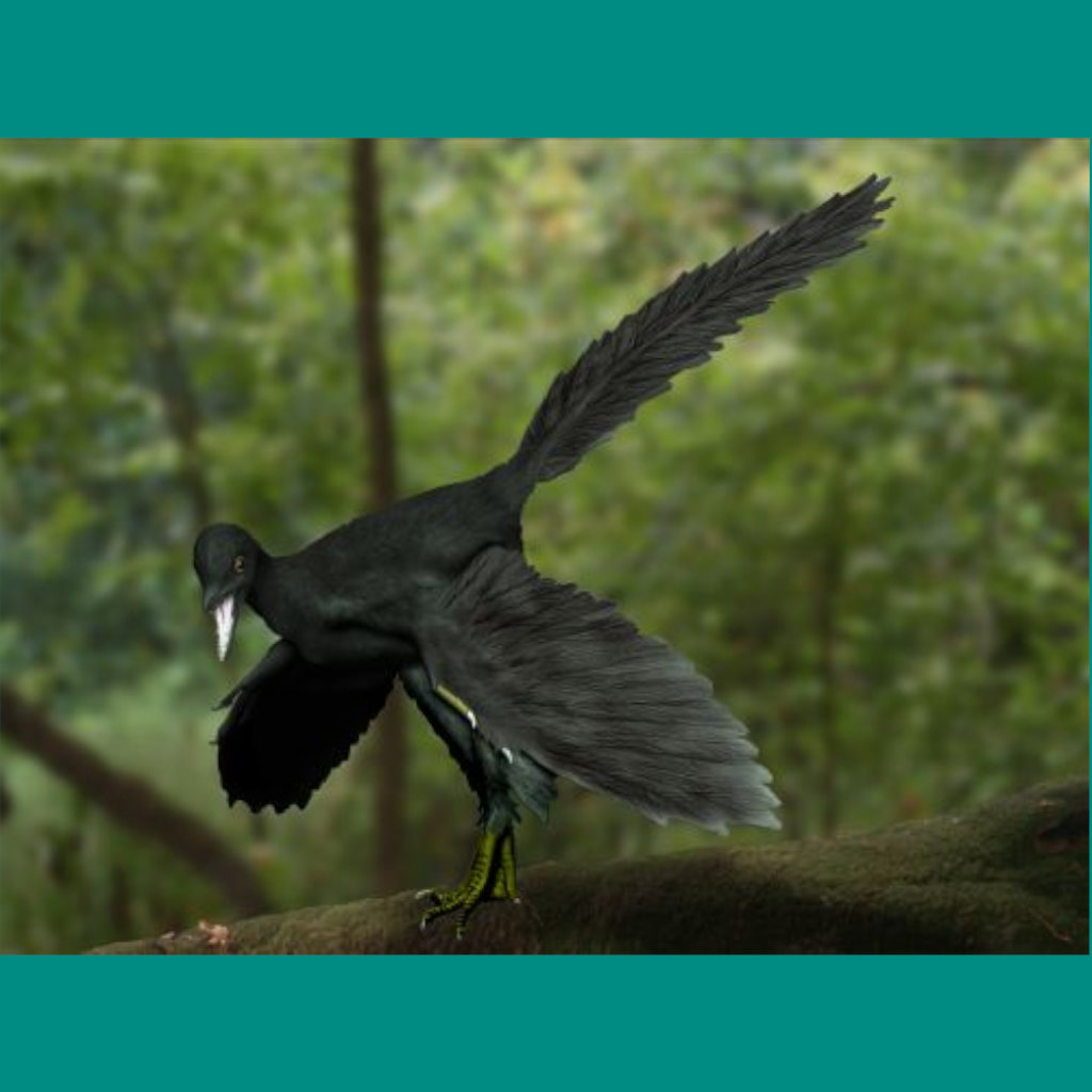 Confused by Archaeopteryx