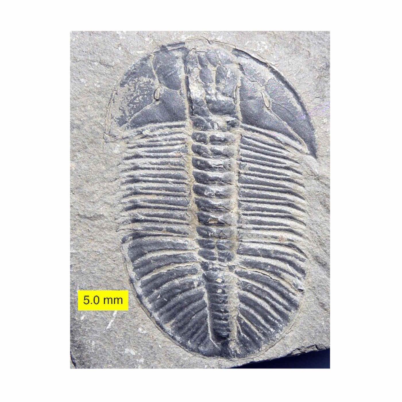 Skeletons Puzzle Evolutionists