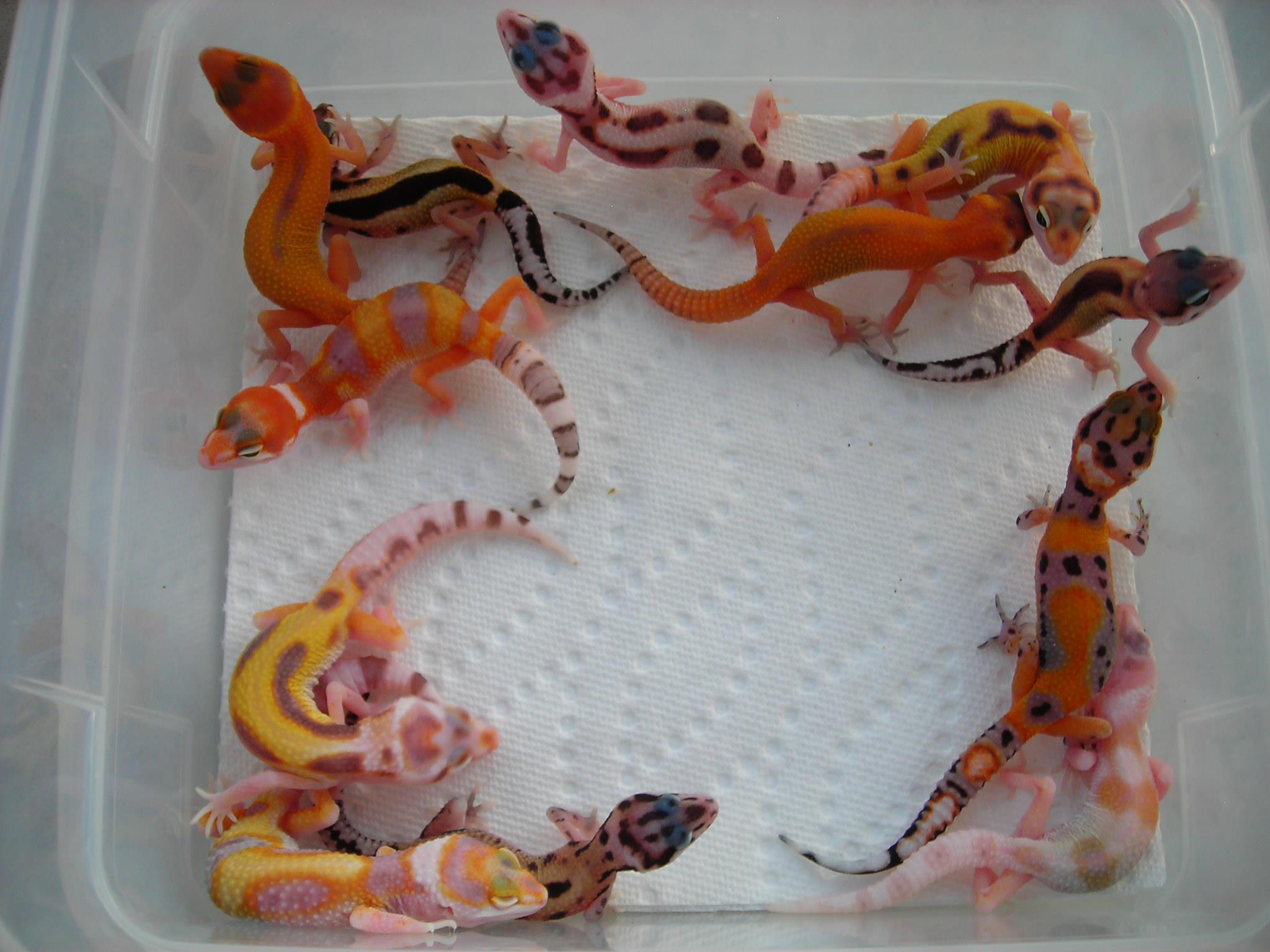 Uncovering SaSobek Part VI: Exploring 2021 Breeding Plans