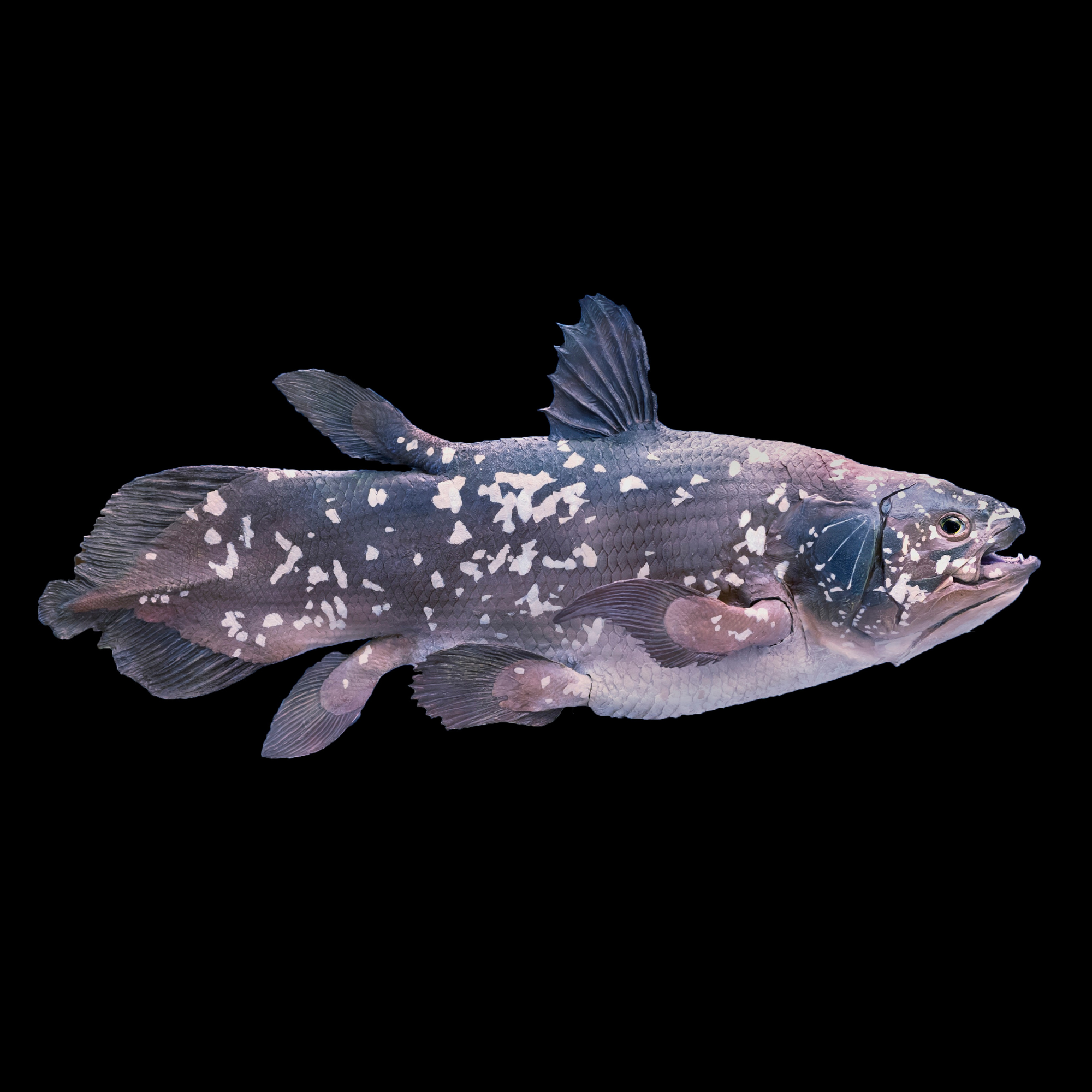 The Well-Designed Living Fossil
