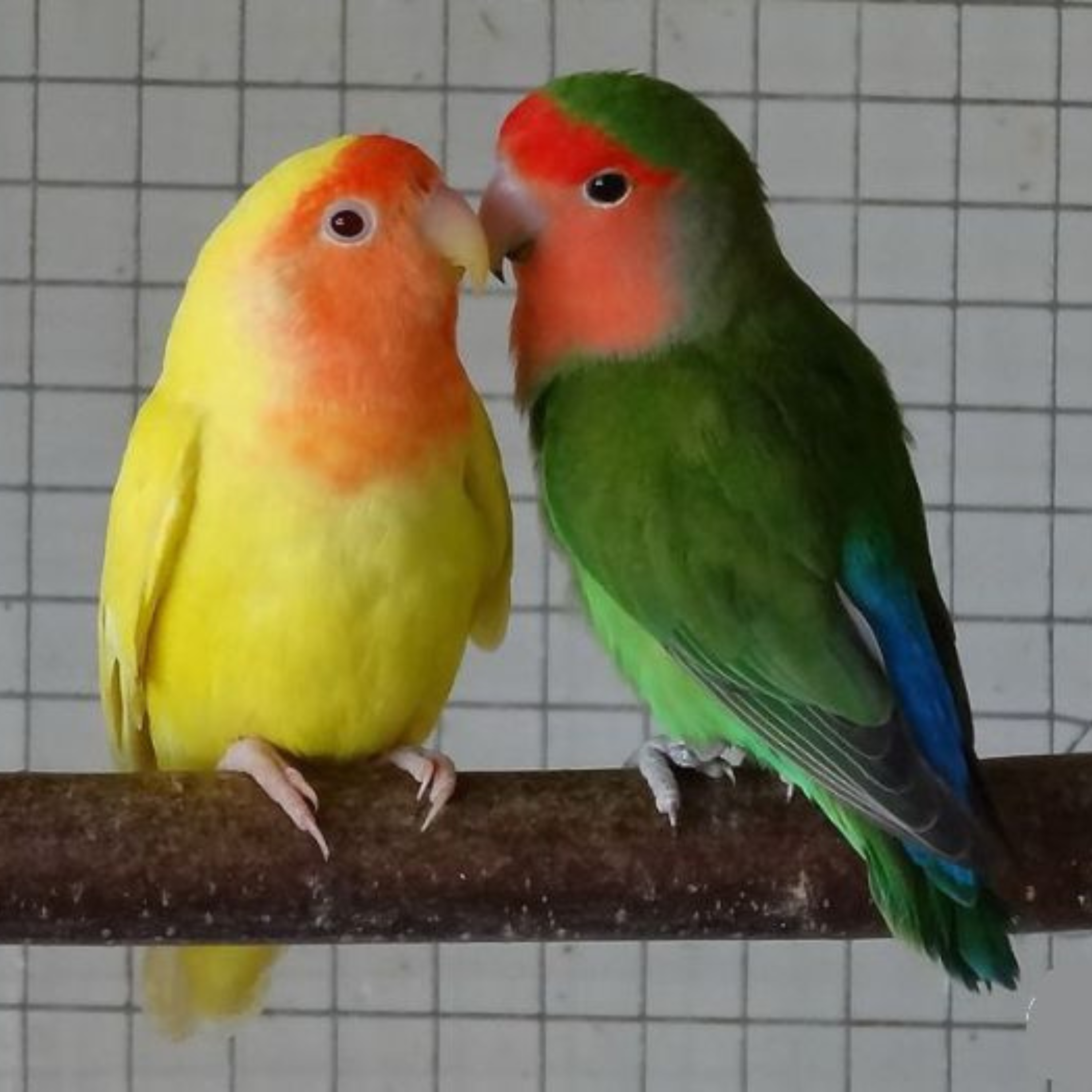 The Animal Whisperer with Suzan Vaughn: Animal Communication Stories