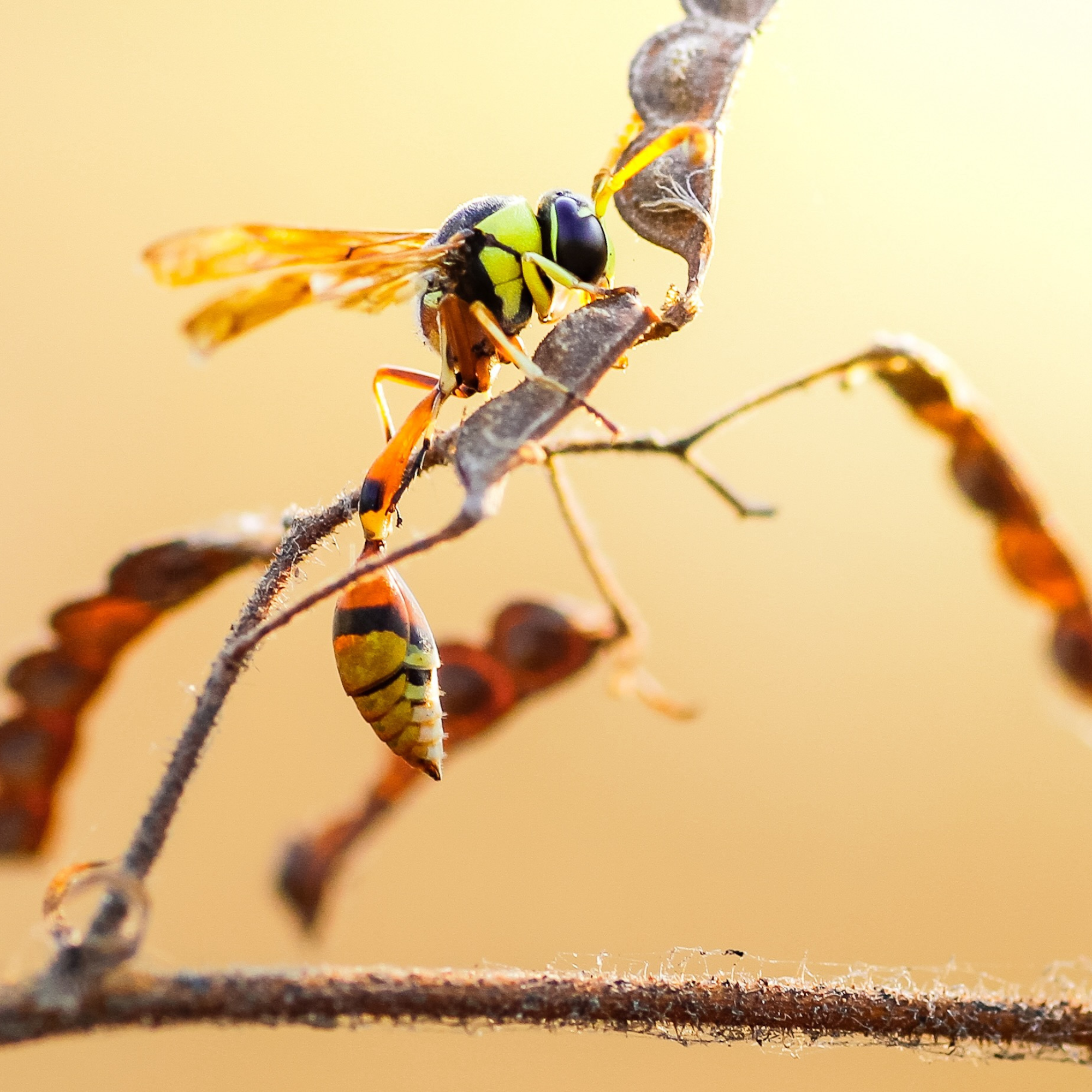 Plants Call in Air Defenses