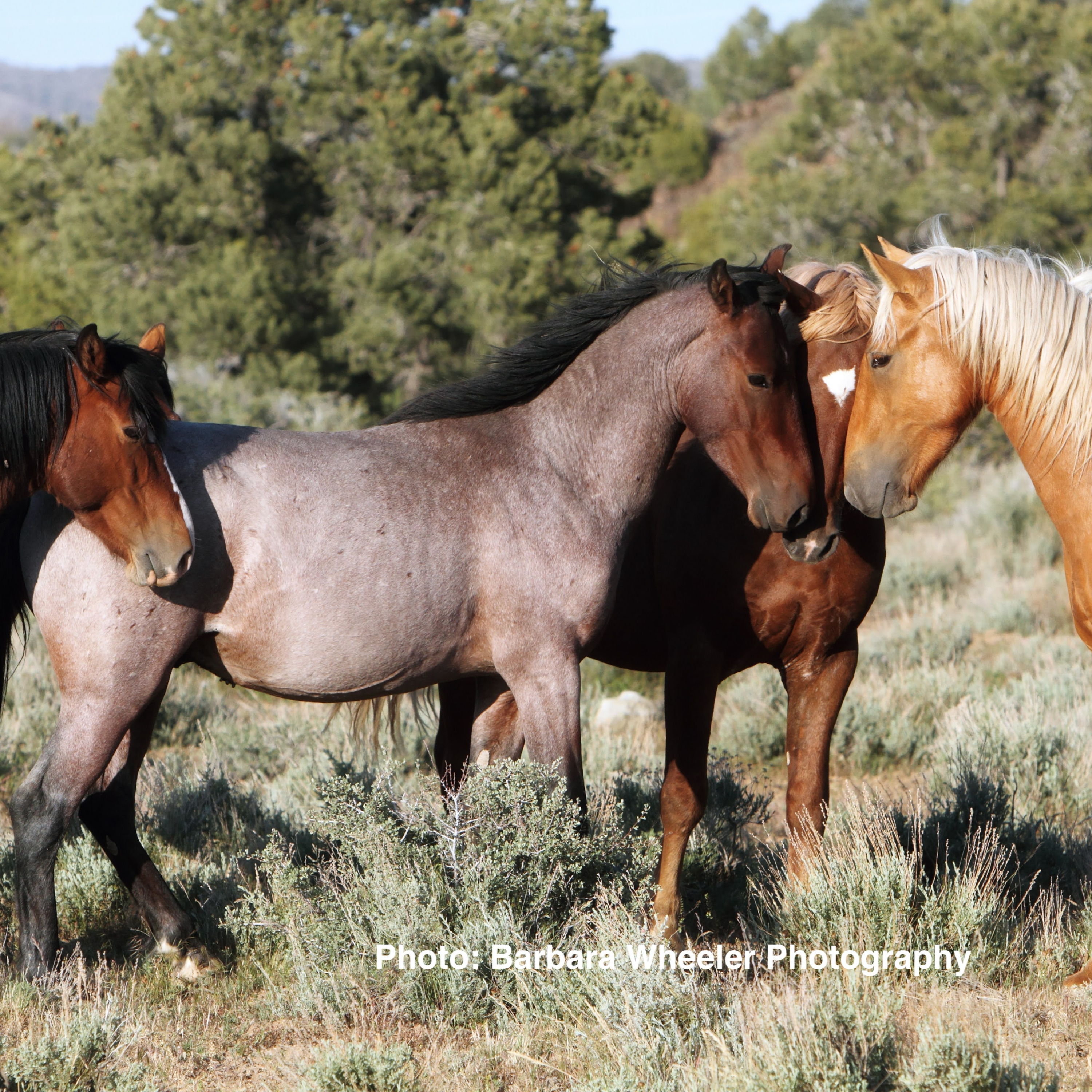 Wild Herd Dynamics with Mary Ann Simonds and Barbara Wheeler, Part 1