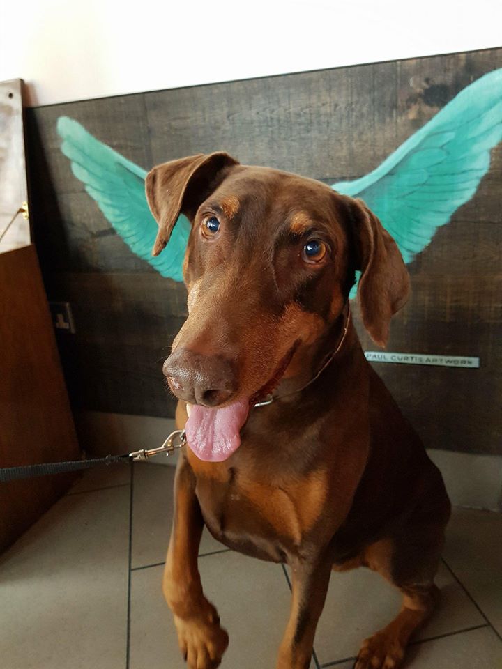 The Good Boy Podcast