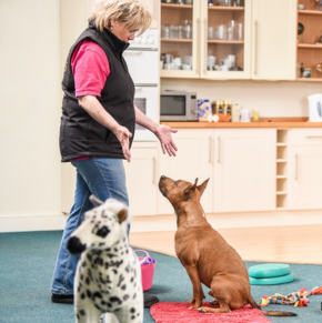 ACE Free Work and the Art of Canine Observation with Sarah Fisher [Episode 249]