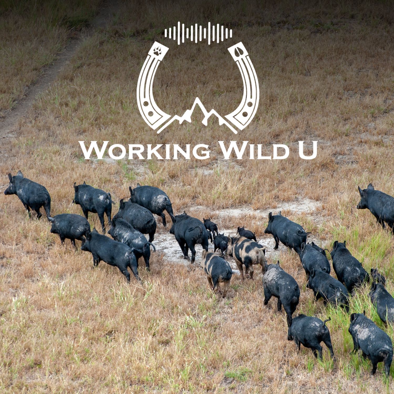 Bonus | The wild pig invasion no one is talking about