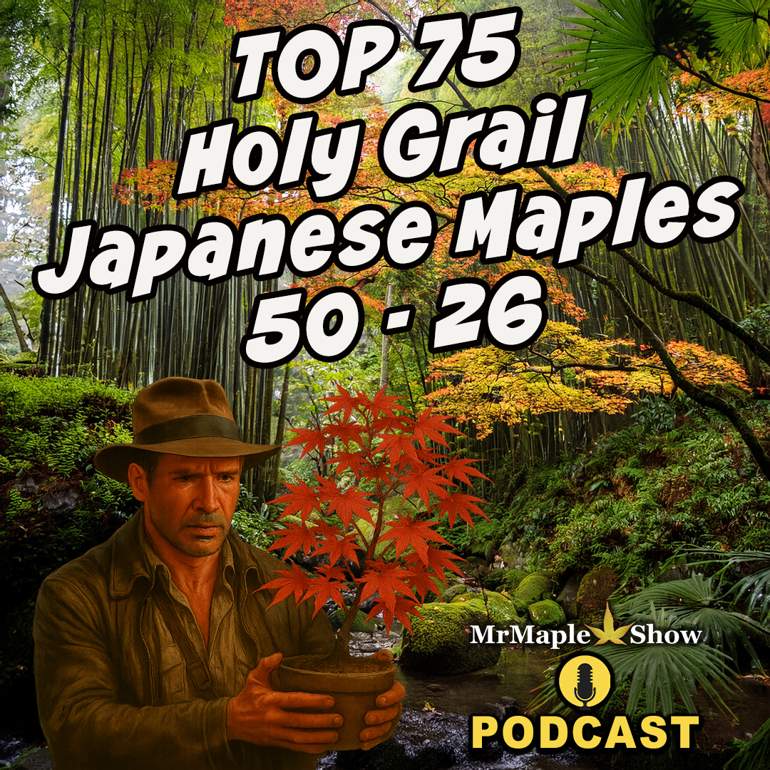 Top 75 Holy Grail Japanese Maples 50-26 | MrMaple Show Podcast