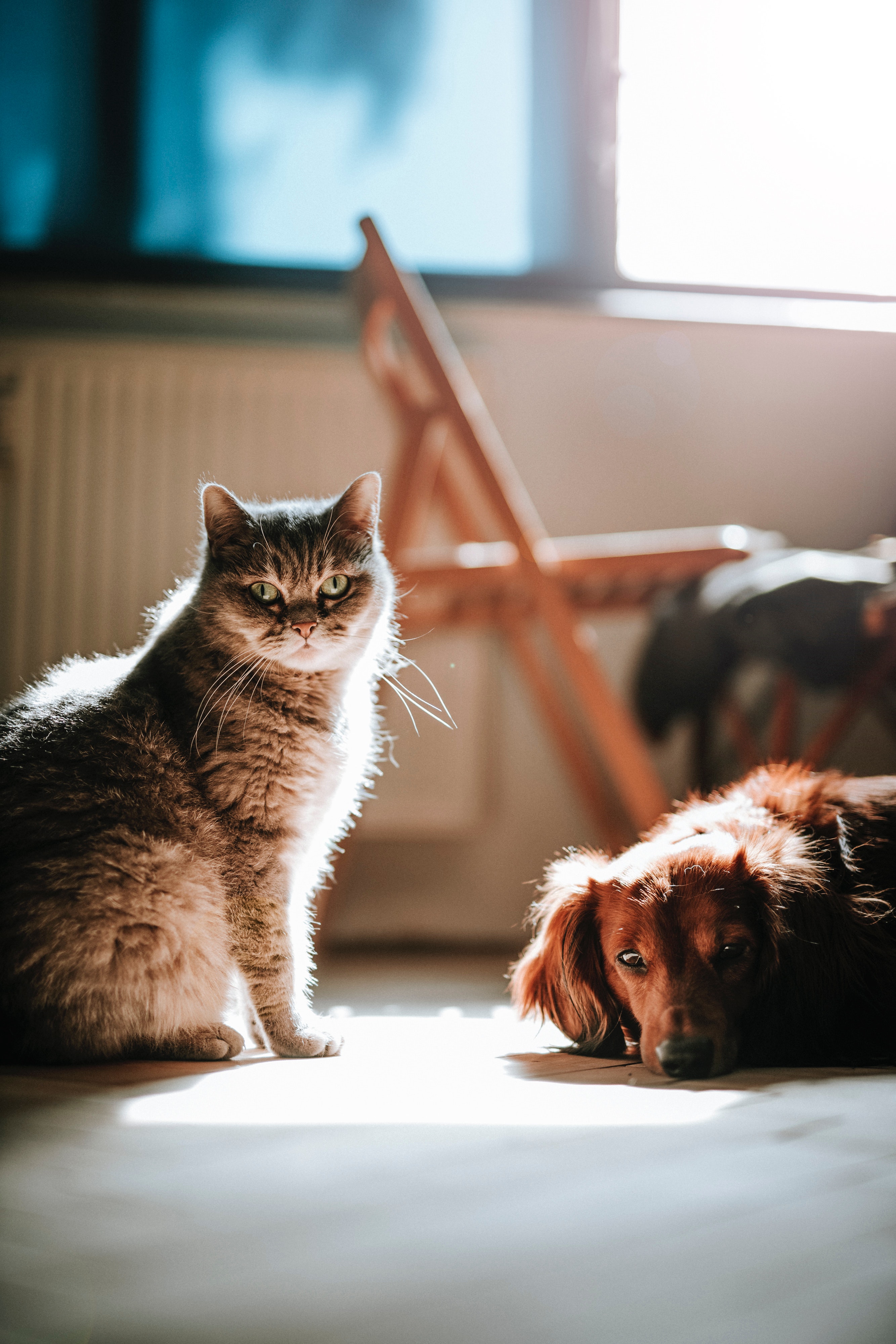 What to do should you be put in an uncomfortable place to choose between your pet or relationship