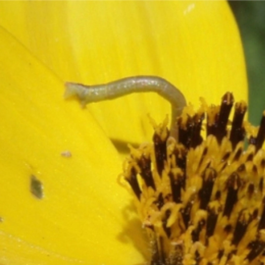 Inchworm Games