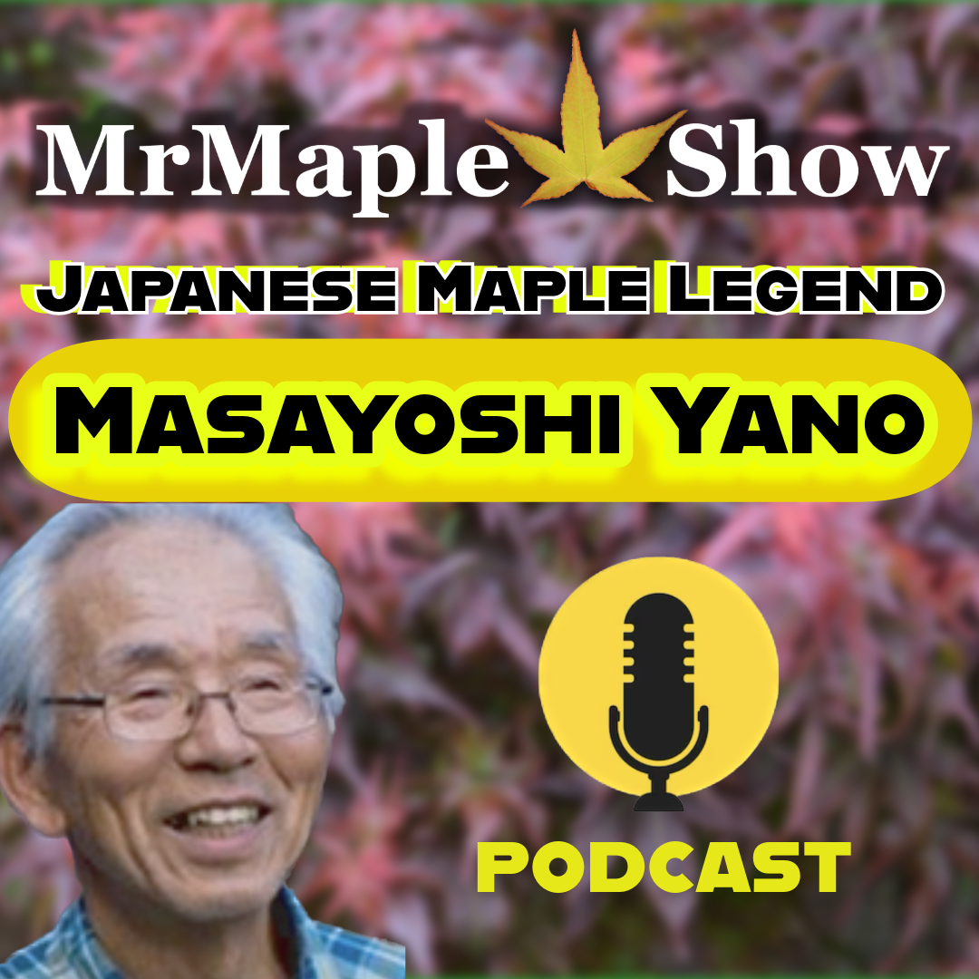 MrMaple Show