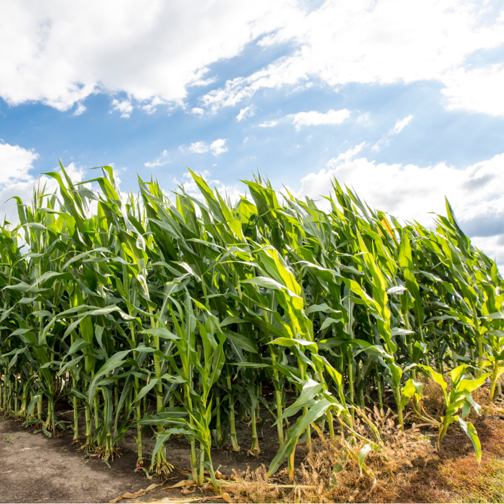 RaboResearch Agri Commodities