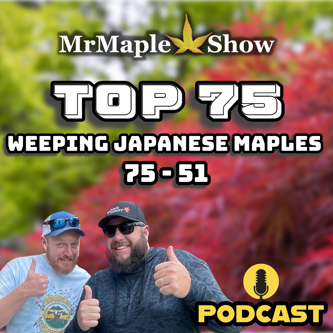 MrMaple Show