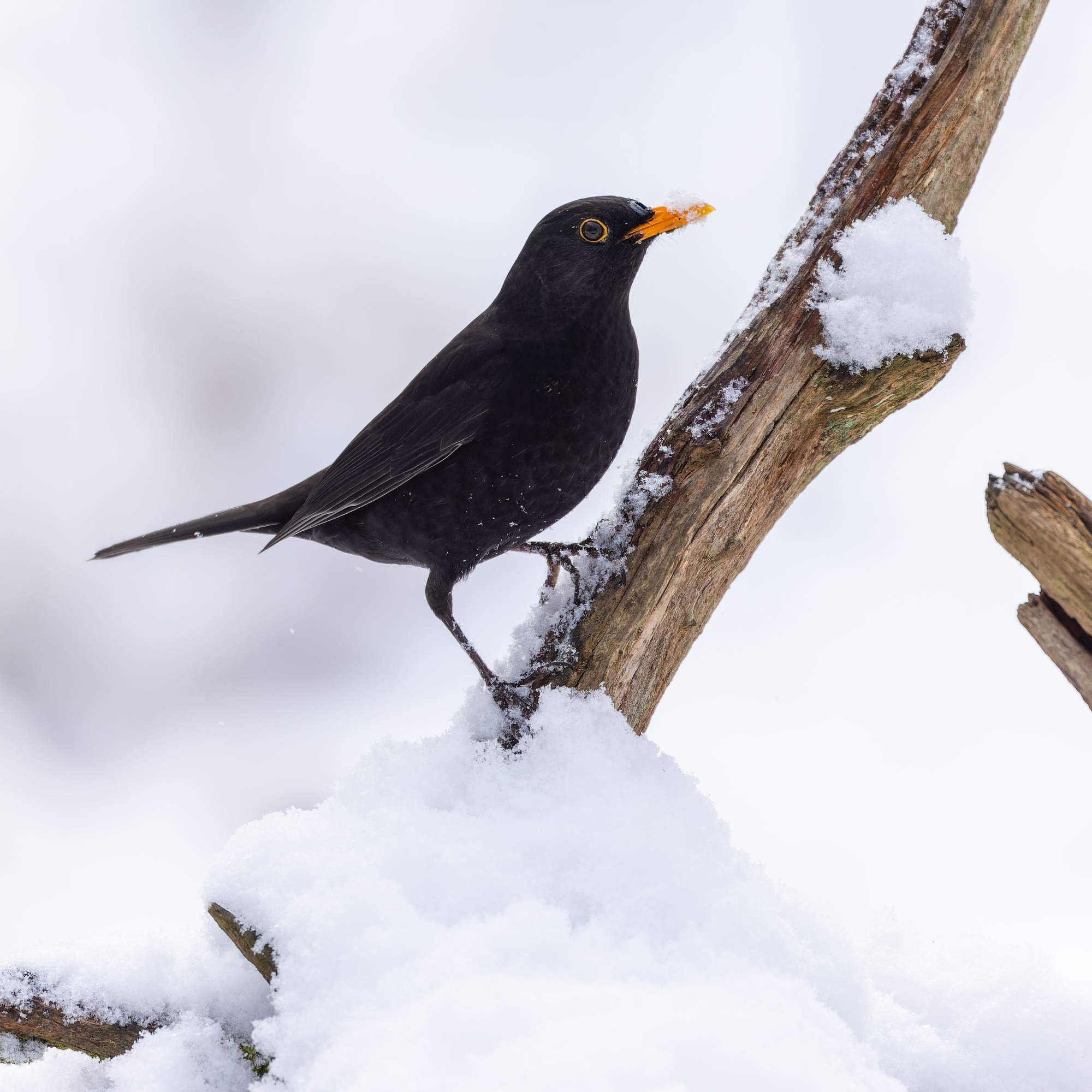 Insulated Blackbirds