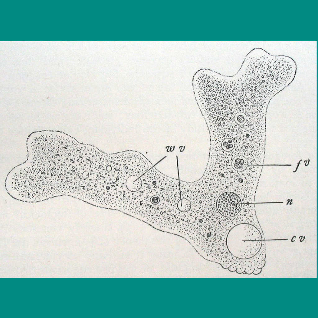 Amoeba Midwives