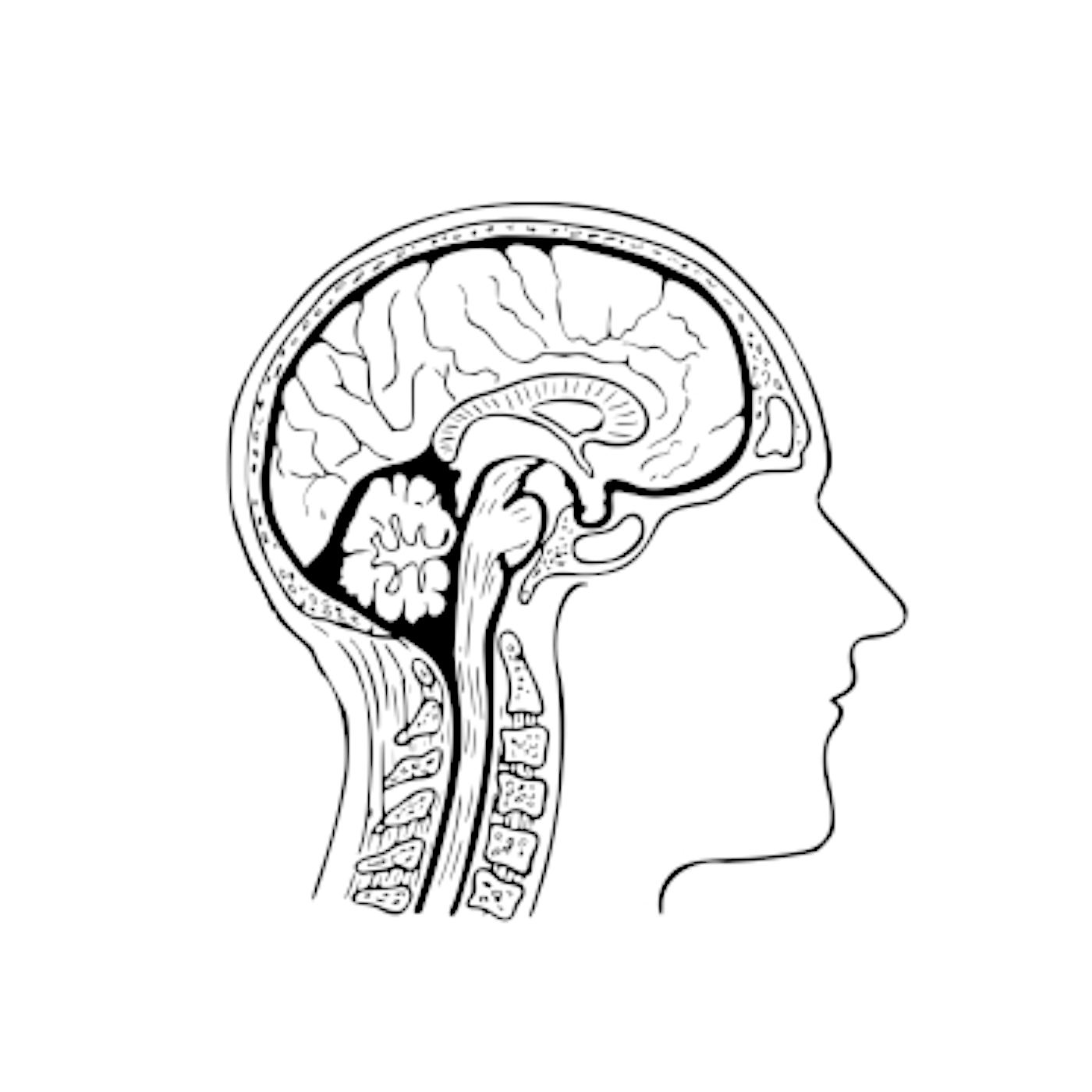 Is Your Brain Really Necessary?