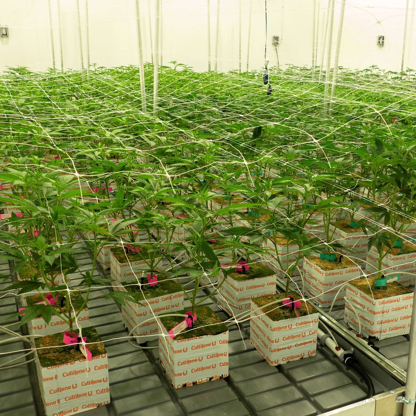 Green Reawakening: Beyond Dry January. And a chat with The Mint's Raul Molina