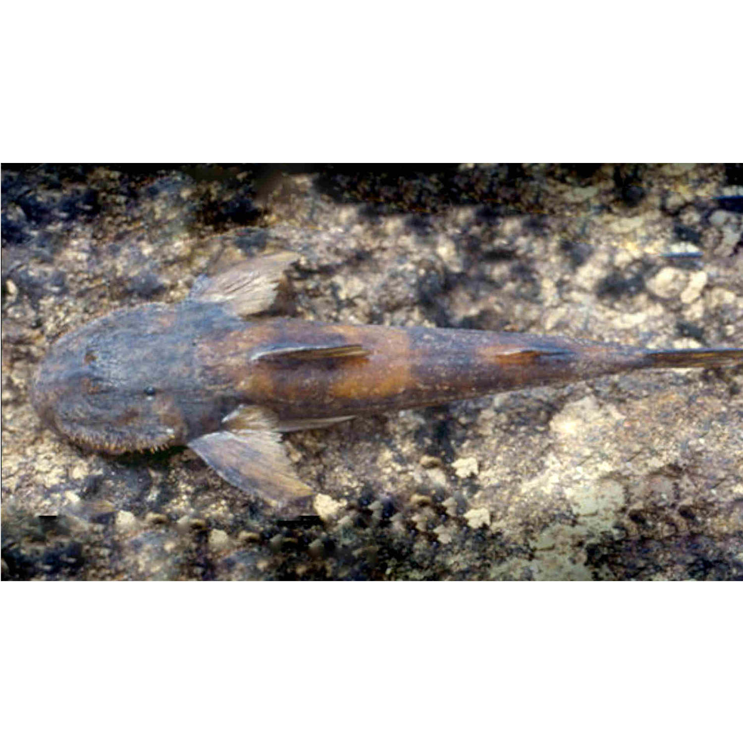 The Rock Climbing Catfish