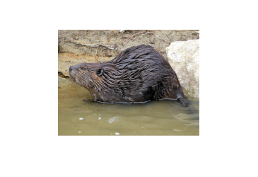 The Home Life of the Beaver