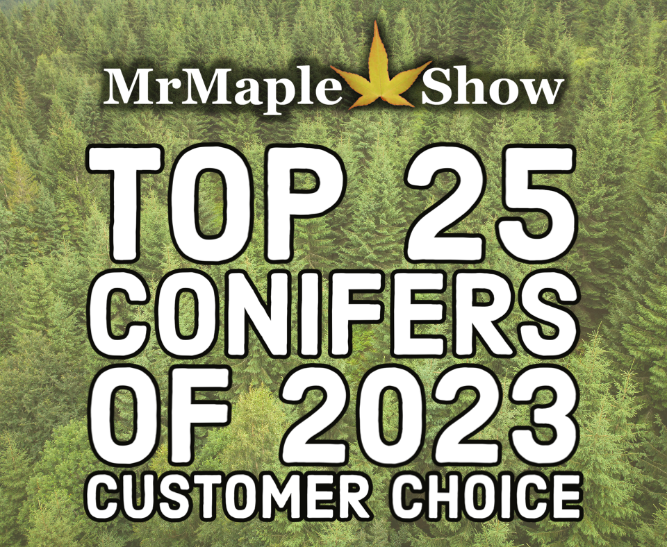 MrMaple Show
