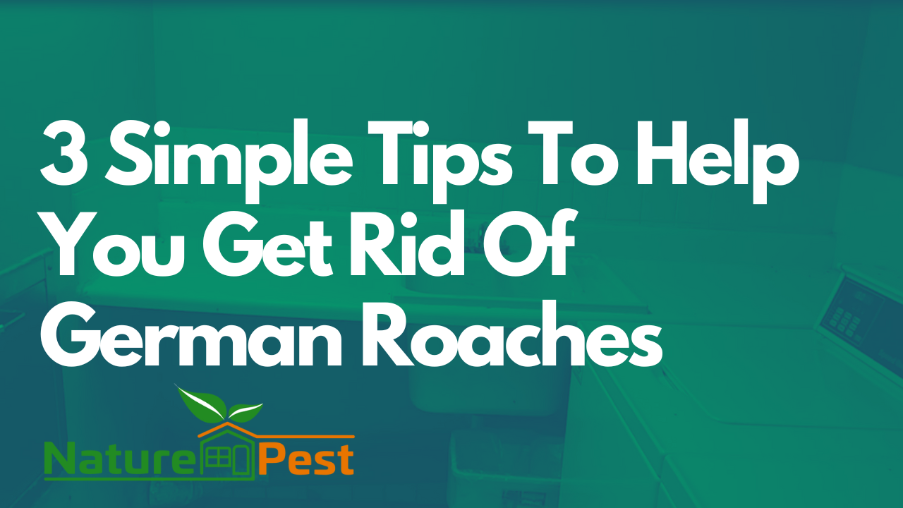 DIYPCP#102 Three Secrets To Effective German Roach Control