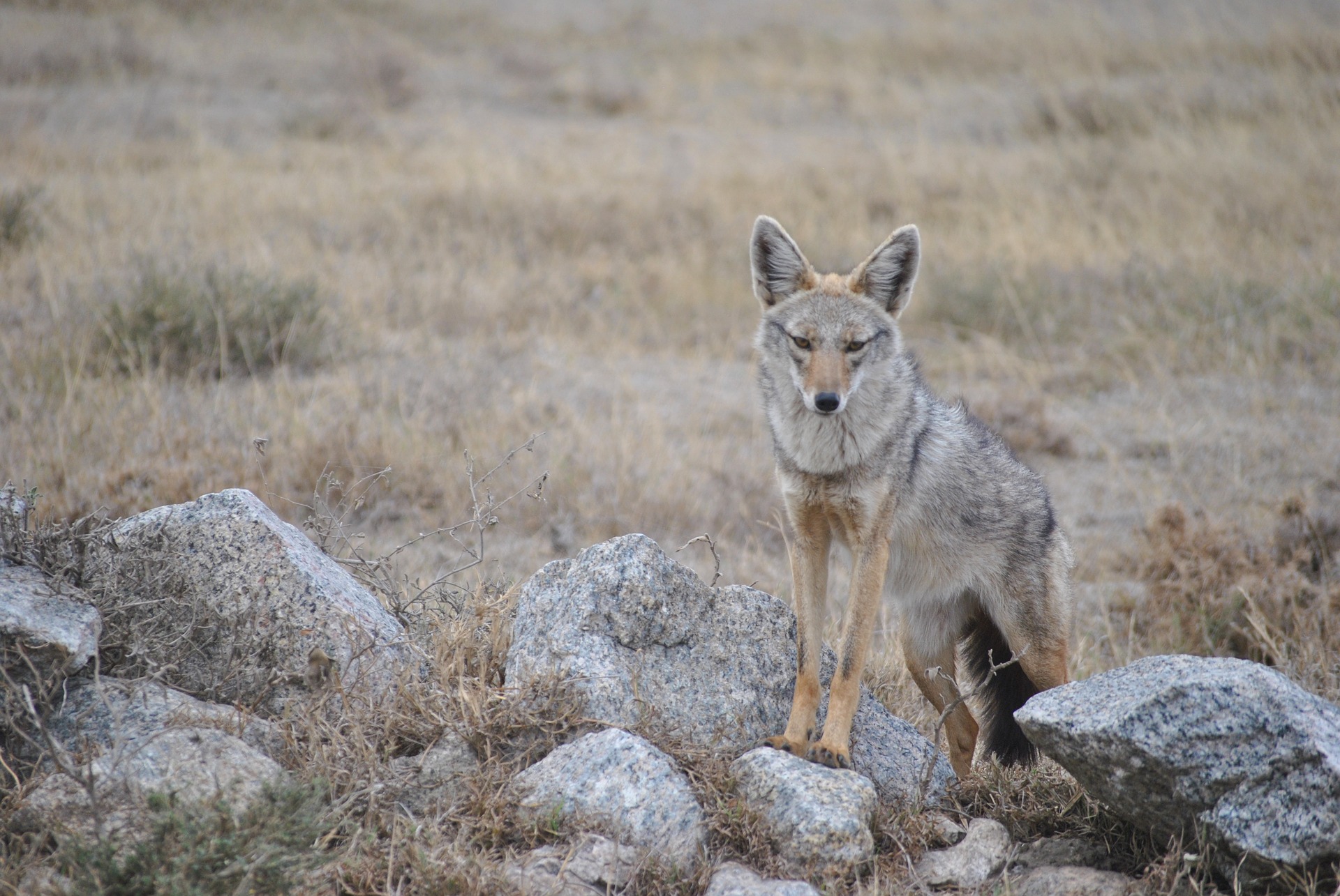 The Adventures of a Jackal