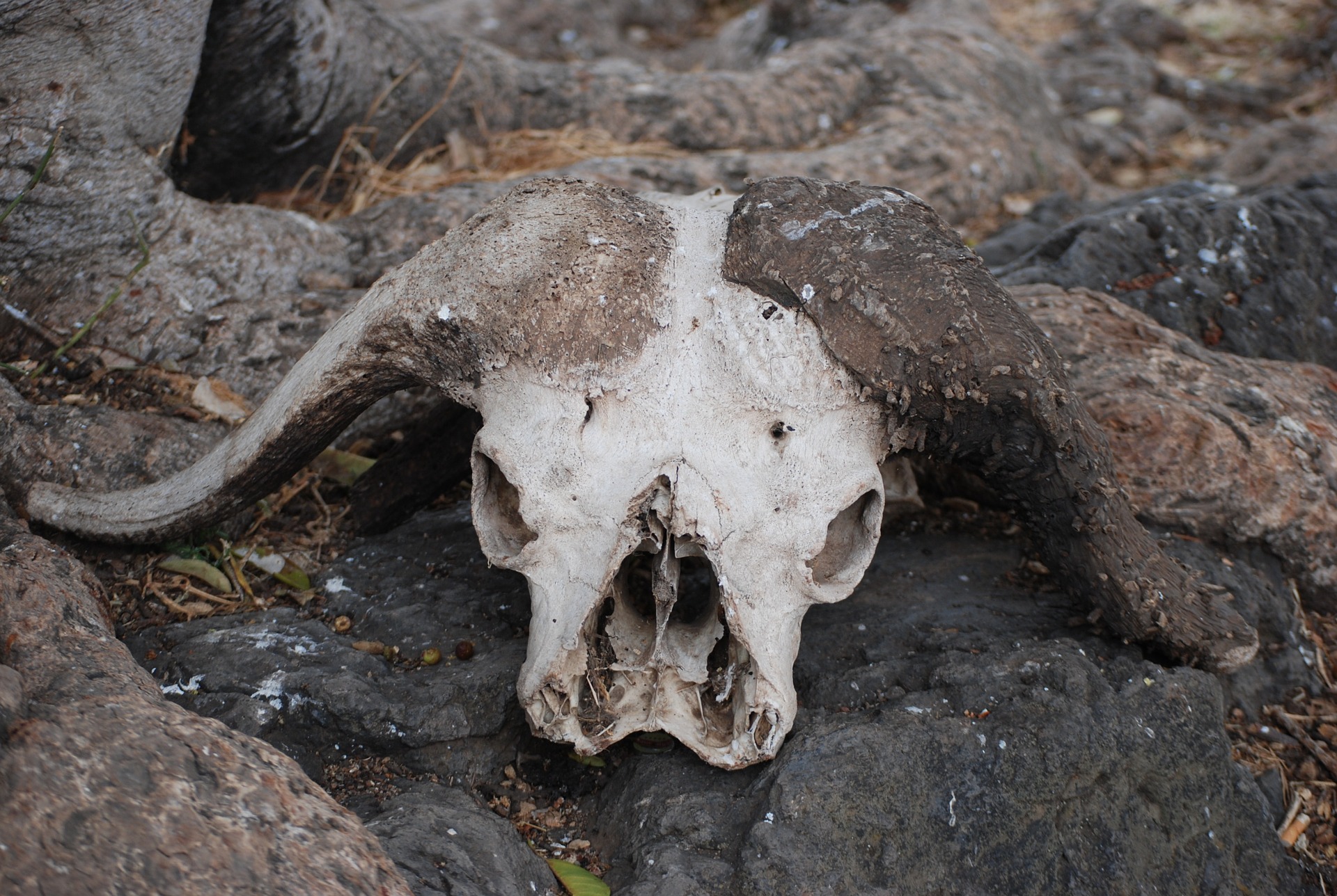 Dance in a Buffalo Skull