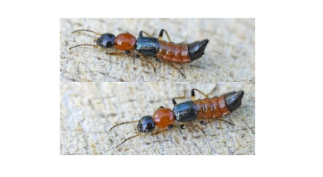 The Beetle Who Is a Chemist