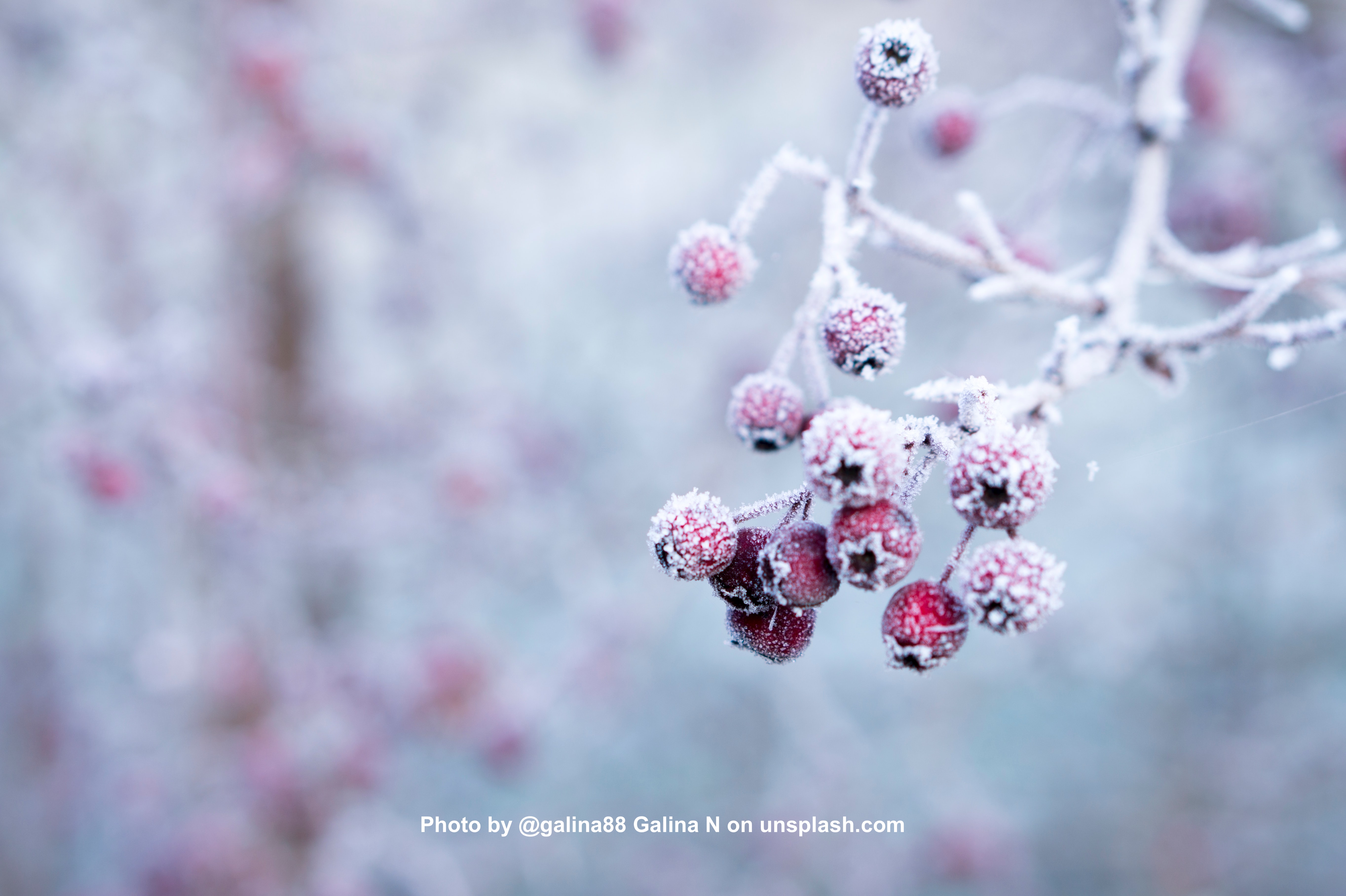 Winter Holidays: Greetings and Facts