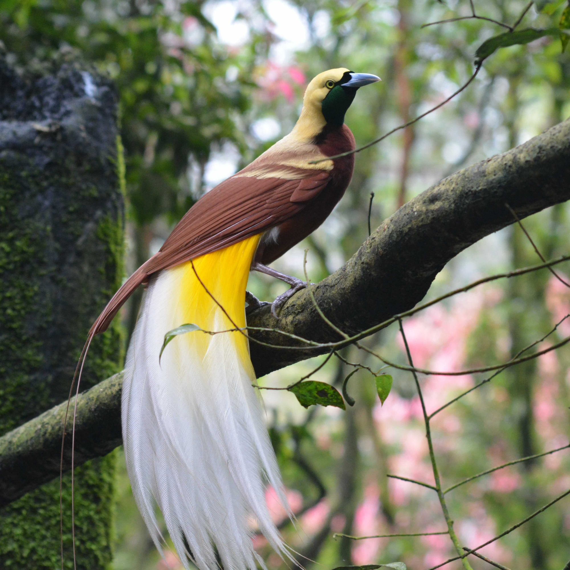 Bird of Paradise