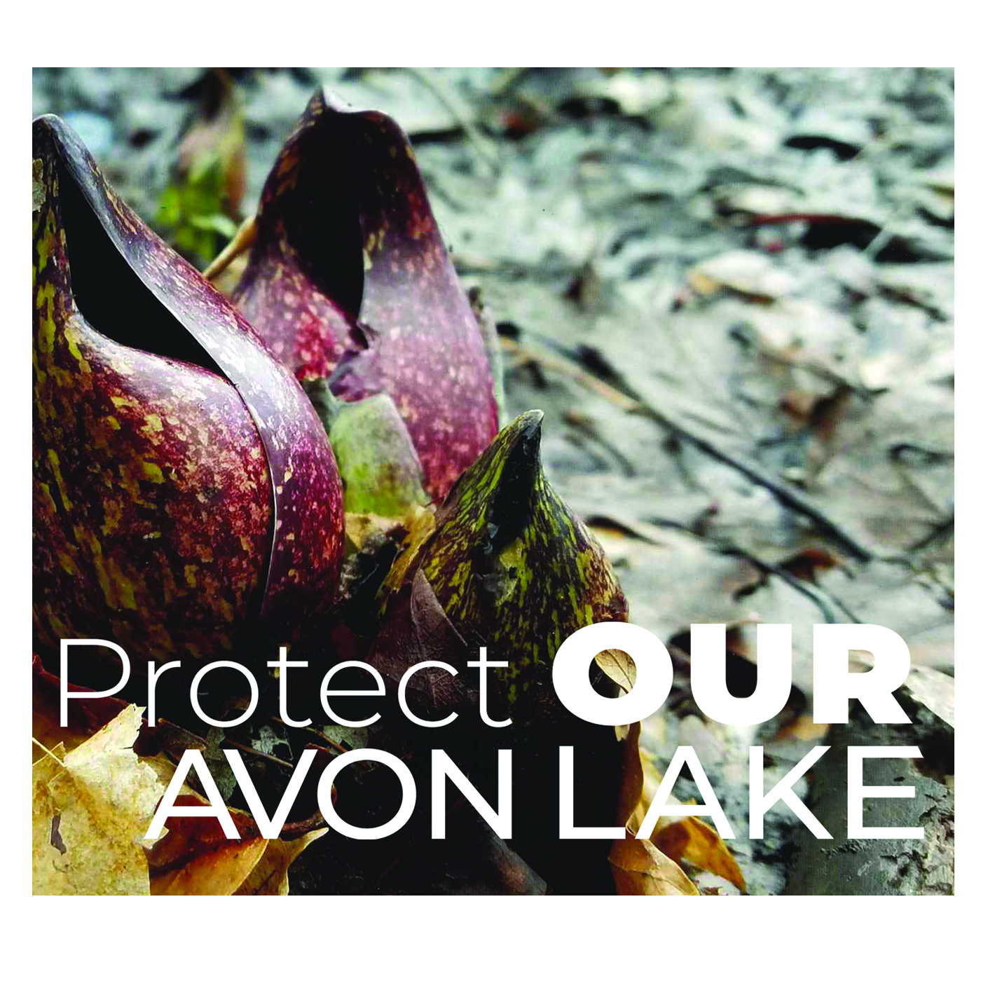 Avon Lake Matters