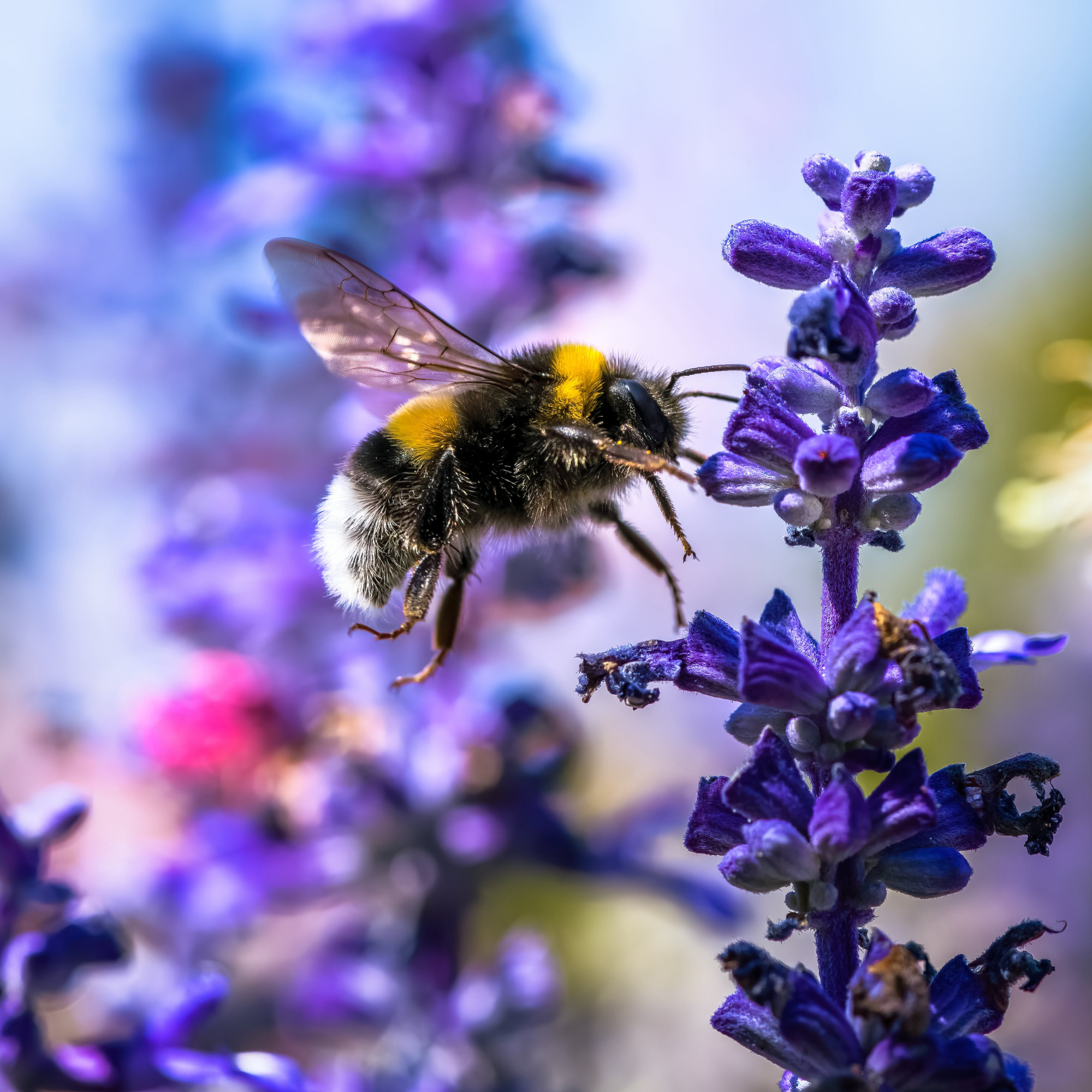 Bumblebee Flight Still a Mystery