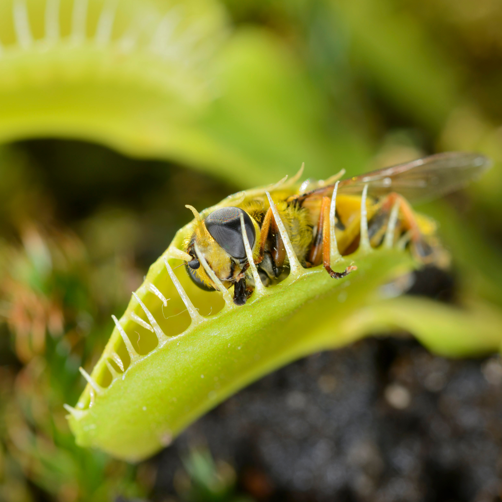 The Venus Flytrap