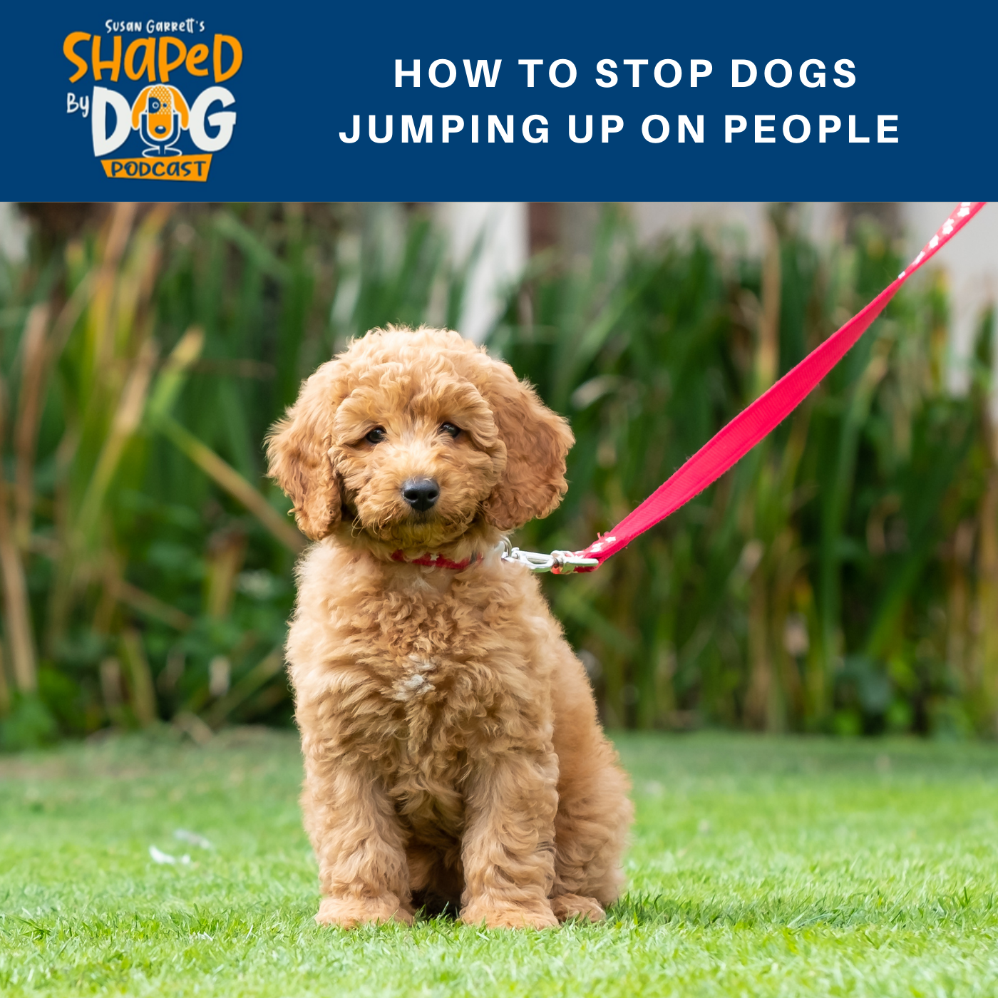 Shaped by Dog with Susan Garrett