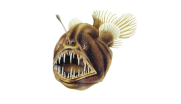 The Fish That Goes Fishing