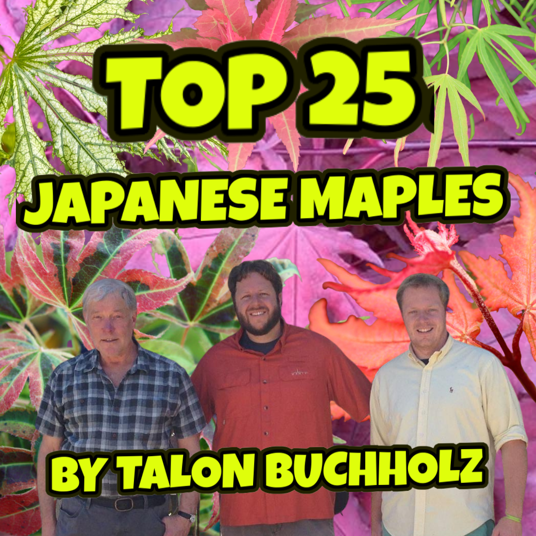 Top 25 Japanese Maples by Talon Buchholz | Part 2 (#25-1) | MrMaple Podcast #19