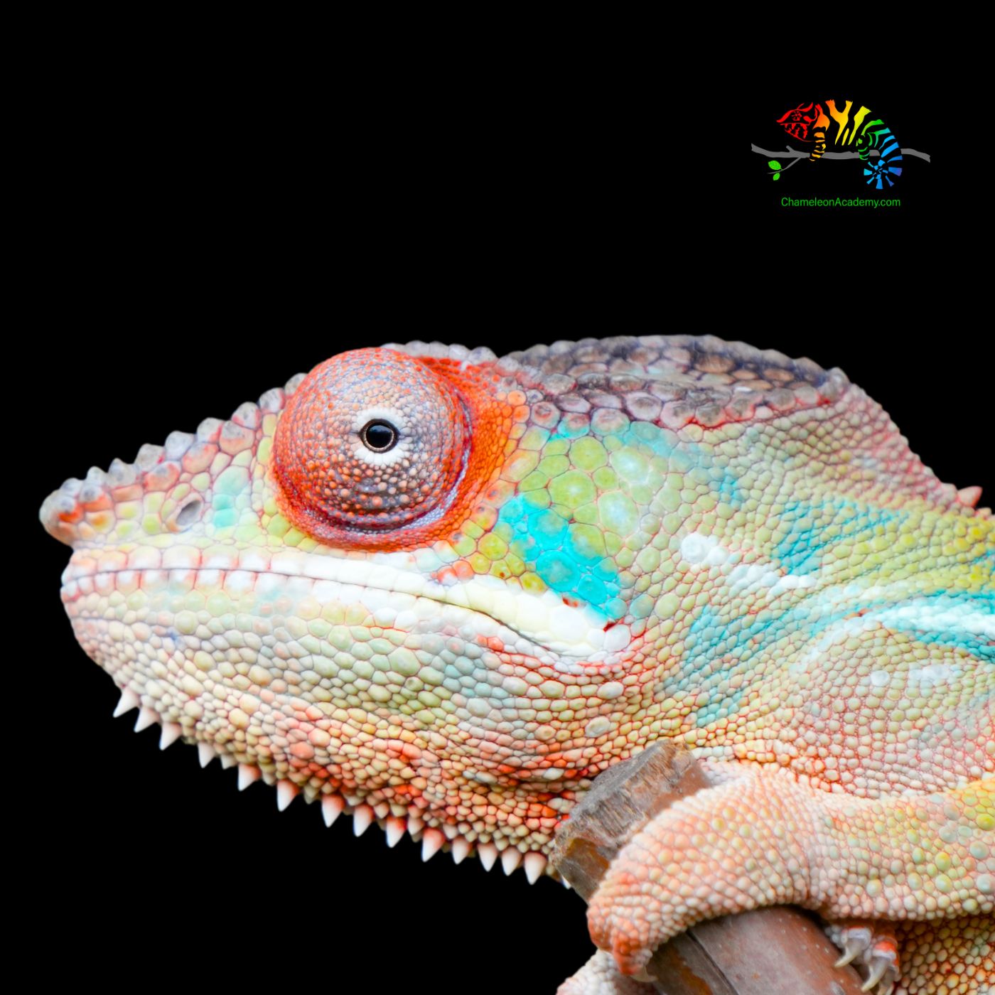 Chameleons as Pets - what's it like?