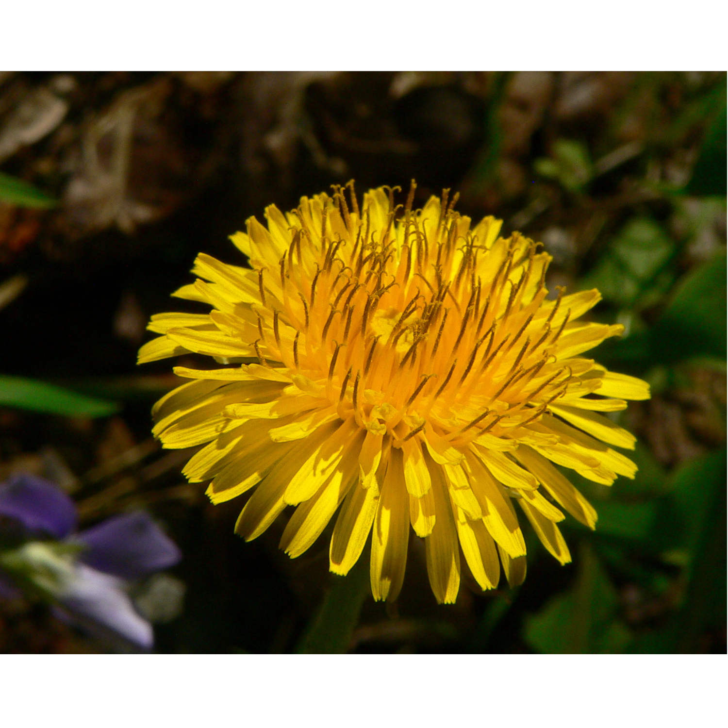 Dandelions