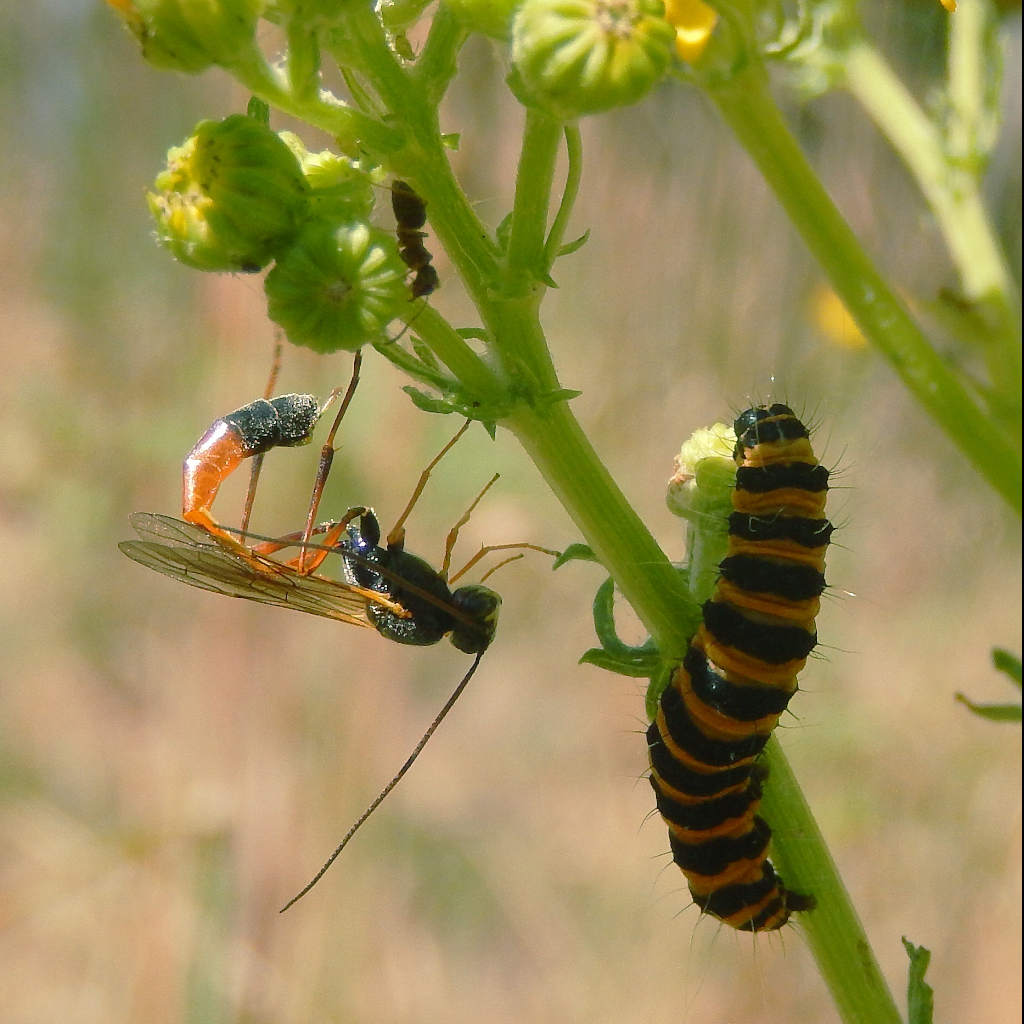 Plants Call In Air Defenses.