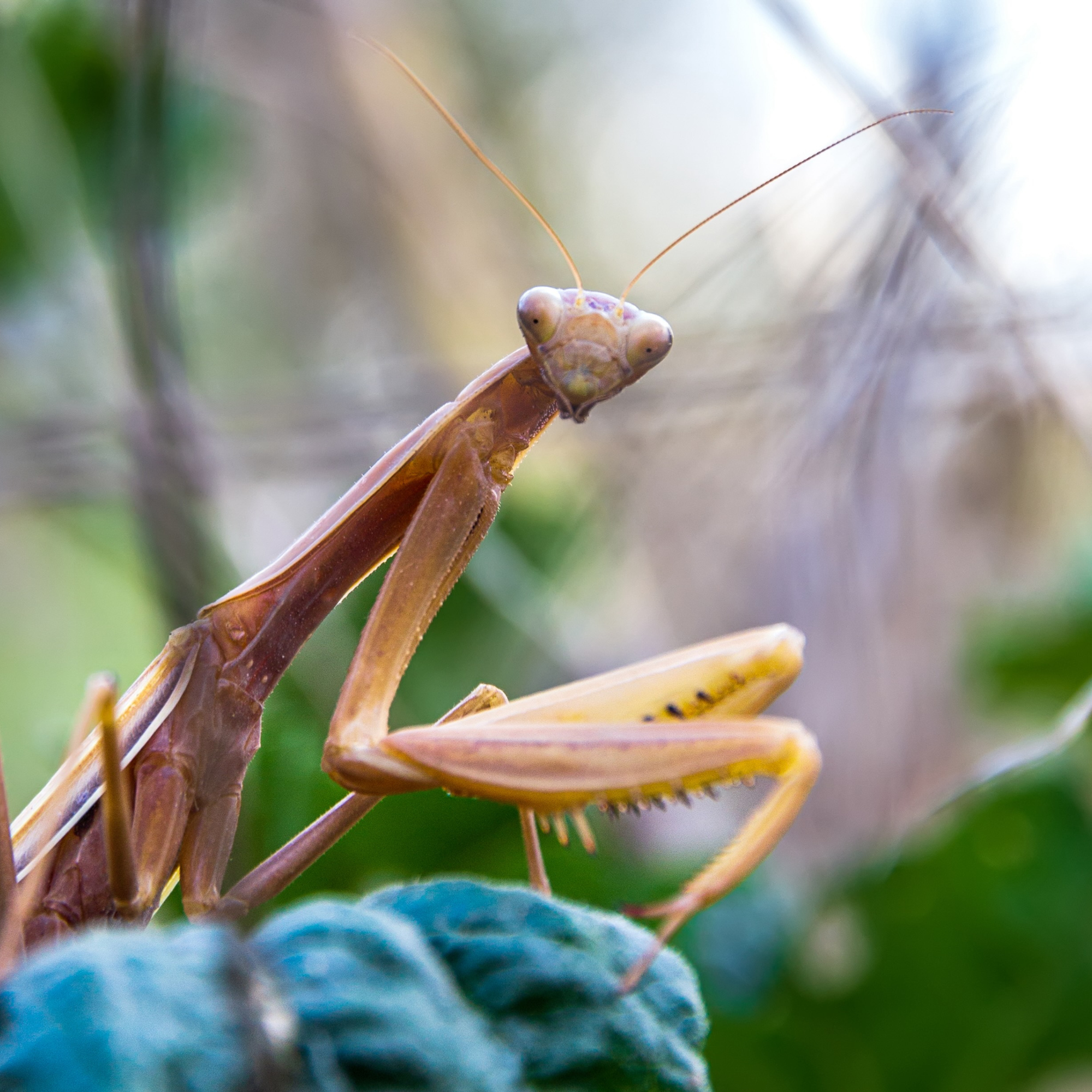 Smart Bugs