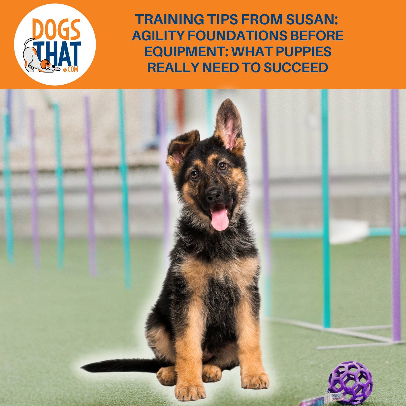 Training Tips From Susan: Agility Foundations Before Equipment: What Puppies Really Need To Succeed