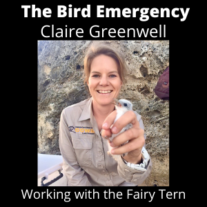 The Bird Emergency