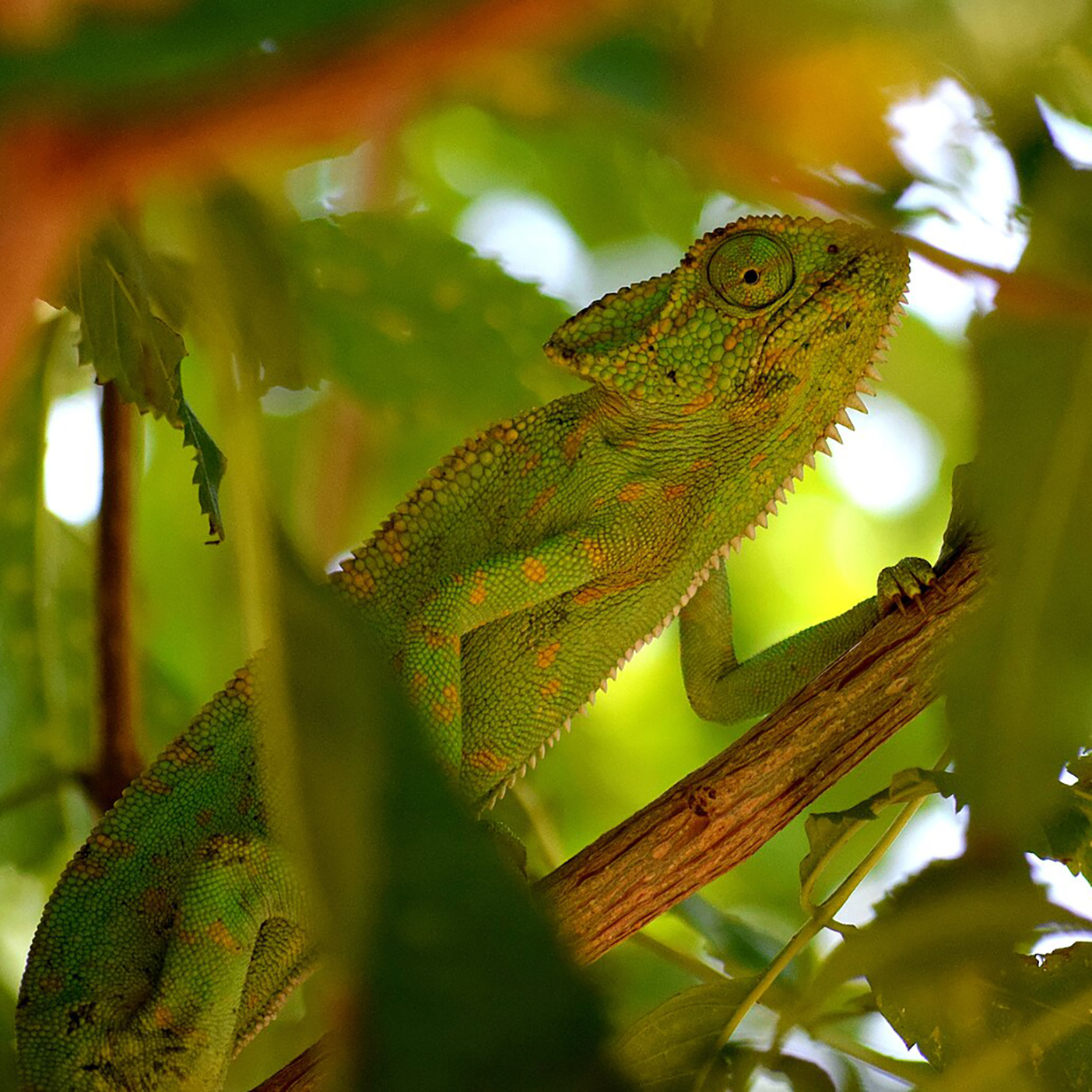 #4579 A Chameleon’s Wedding Day