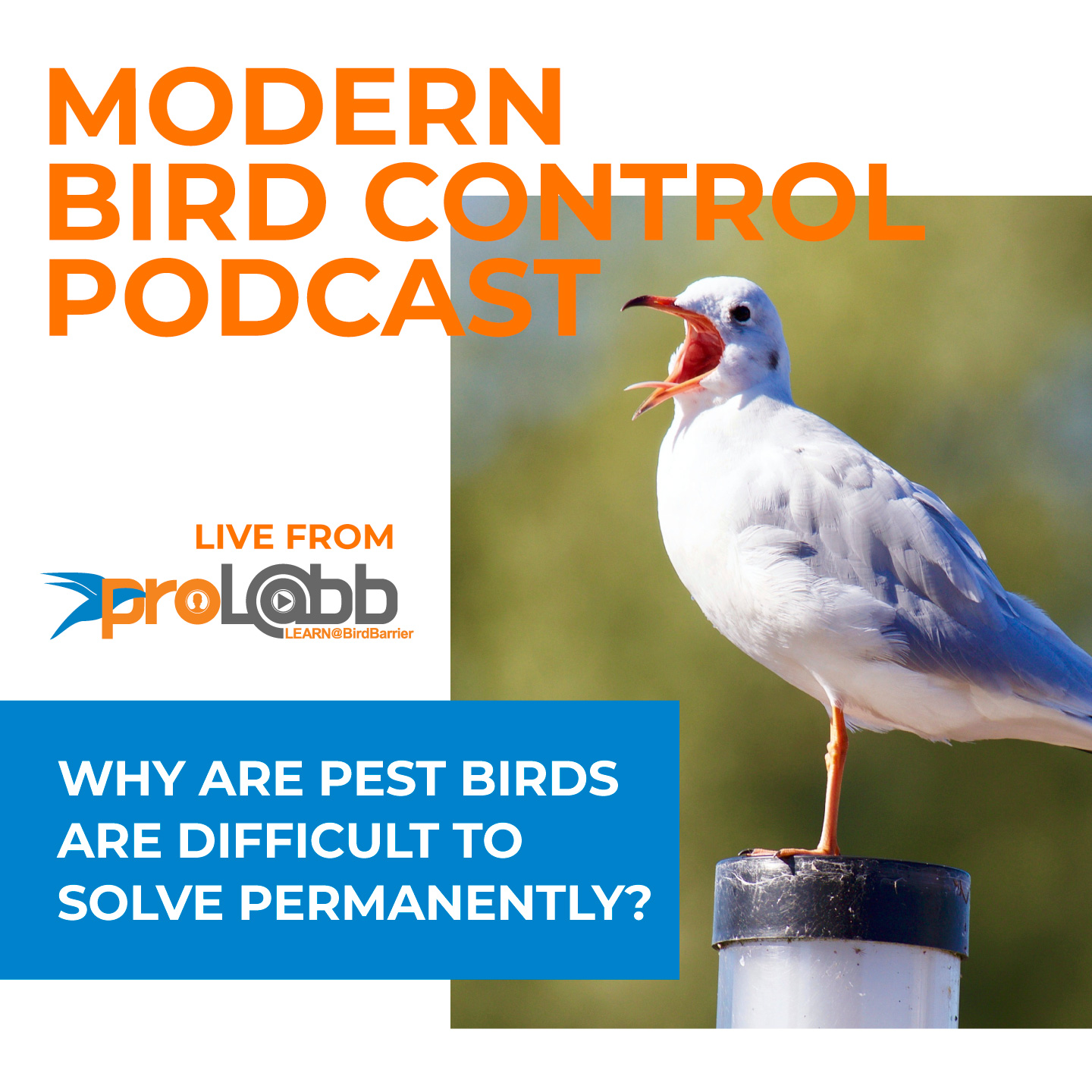 Episode: Why Are Pest Birds Are Difficult to Solve Permanently?