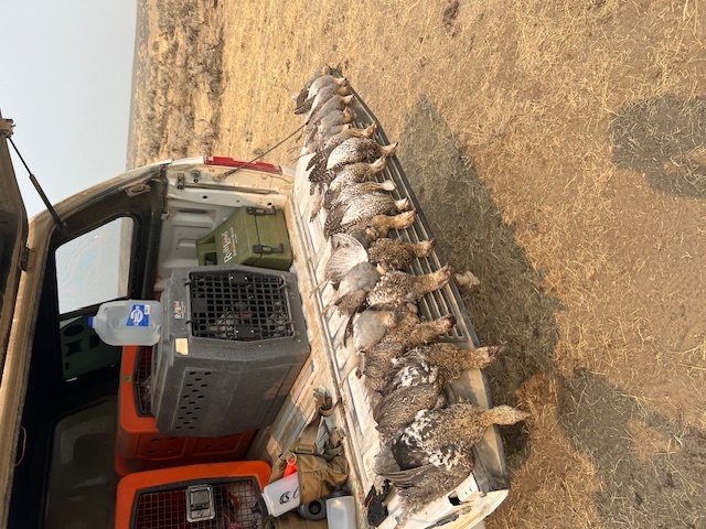 Montana Grouse Tour pt. 2 with OnX Hunt!