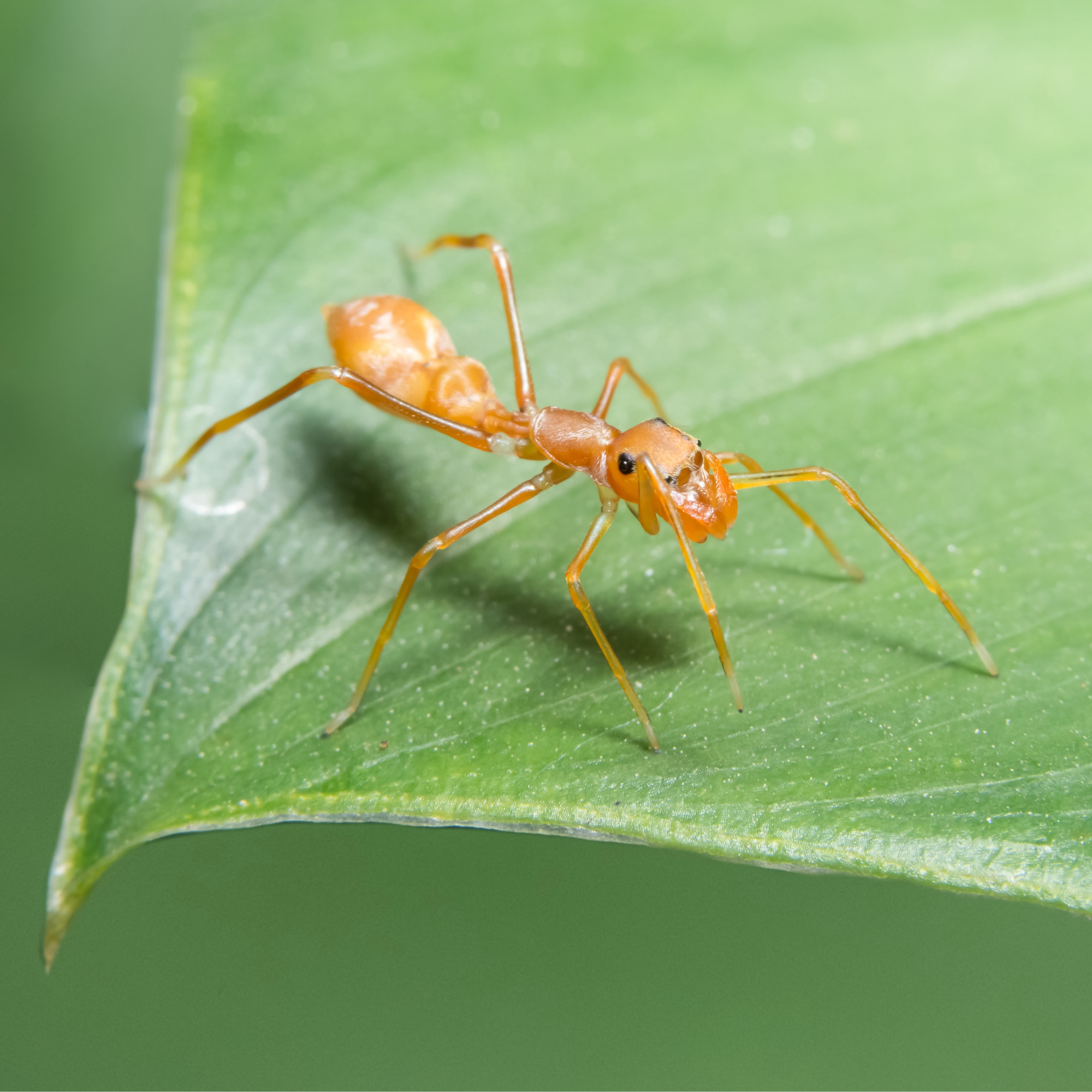 The Ant Imposter