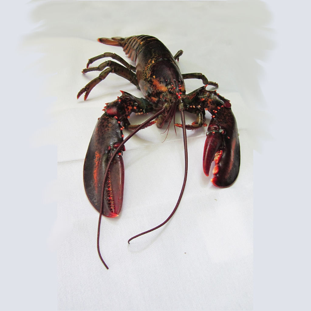 Lobsters Can Affect Our Thinking